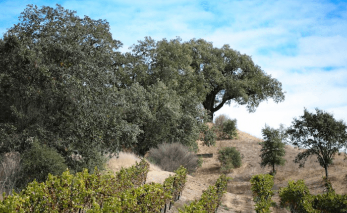 An Oak of&nbsp;Righteousness